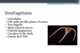 Dinoflagellates
• Unicellular
• Cell walls are like plates of armor.
• Two flagella
• Spins when it moves.
• Colorful (pig...