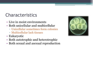 Characteristics
• Live in moist environments
• Both unicellular and multicellular
▫ Unicellular sometimes form colonies
▫ ...