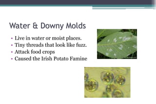 Water & Downy Molds
• Live in water or moist places.
• Tiny threads that look like fuzz.
• Attack food crops
• Caused the ...
