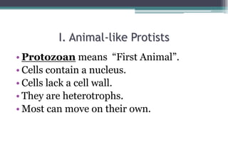 I. Animal-like Protists
• Protozoan means “First Animal”.
• Cells contain a nucleus.
• Cells lack a cell wall.
• They are ...