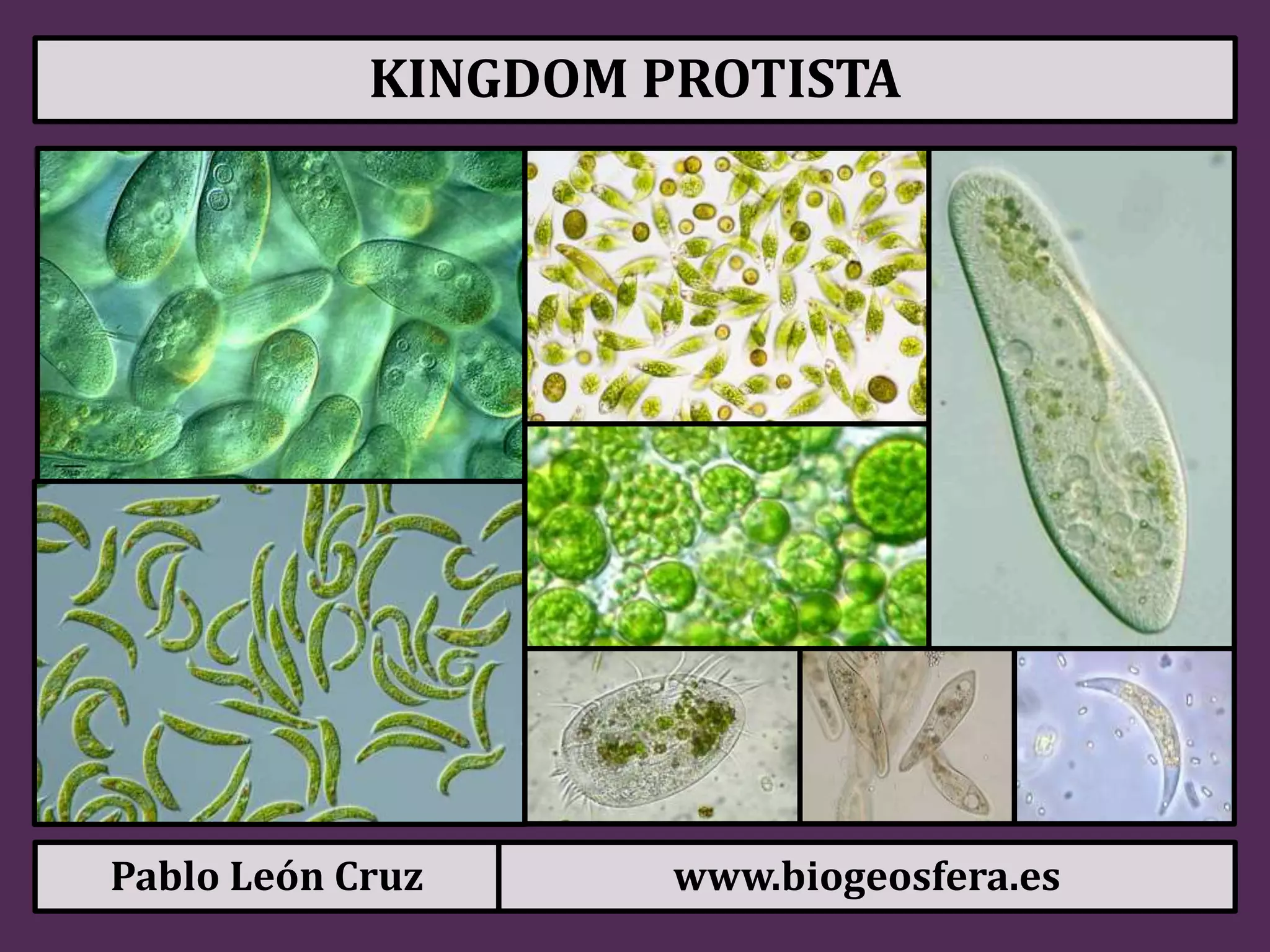 Kingdom Protista Algae Examples Kingdom Protista Algae Examples