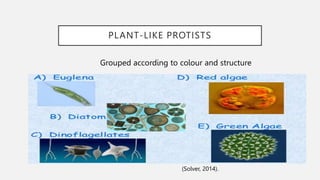Kingdom Protista.pptx