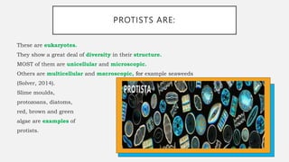 Kingdom Protista.pptx