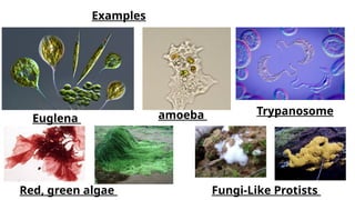 Comprehensive Overview of Kingdoms Protista, Monera, and Fungi for ...