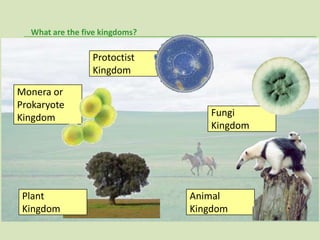 What are the five kingdoms?

                 Protoctist
                 Kingdom

Monera or
Prokaryote
Kingdom                            Fungi
                                   Kingdom




 Plant                          Animal
 Kingdom                        Kingdom
 