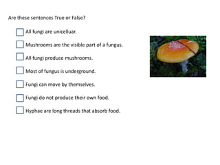 Are these sentences True or False?
All fungi are unicelluar.
Mushrooms are the visible part of a fungus.
All fungi produce mushrooms.
Most of fungus is underground.
Fungi can move by themselves.
Fungi do not produce their own food.
Hyphae are long threads that absorb food.

 