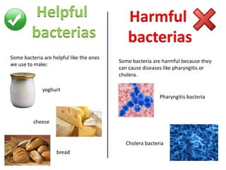 Helpful
bacterias
Some bacteria are helpful like the ones
we use to make:

Harmful
bacterias
Some bacteria are harmful because they
can cause diseases like pharyngitis or
cholera.

yoghurt
Pharyngitis bacteria

cheese

Cholera bacteria
bread

 