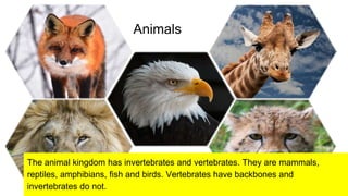 Animals
The animal kingdom has invertebrates and vertebrates. They are mammals,
reptiles, amphibians, fish and birds. Vertebrates have backbones and
invertebrates do not.