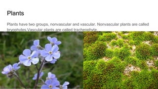 Plants
Plants have two groups, nonvascular and vascular. Nonvascular plants are called
bryophytes.Vascular plants are called tracheophyte.