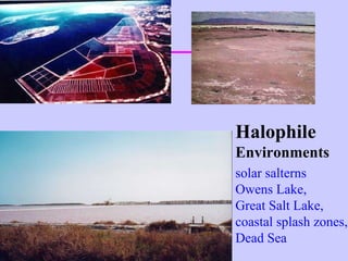 Halophile Environments solar salterns Owens Lake,  Great Salt Lake, coastal splash zones, Dead Sea 