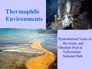 Thermophile Environments Hydrothermal Vents in the ocean, and Obsidian Pool in Yellowstone National Park 