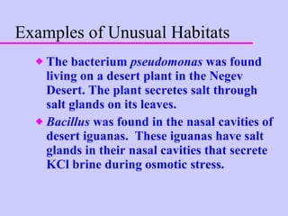 Examples of Unusual Habitats The bacterium  pseudomonas  was found living on a desert plant in the Negev Desert. The plant secretes salt through salt glands on its leaves. Bacillus  was found in the nasal cavities of desert iguanas.  These iguanas have salt glands in their nasal cavities that secrete KCl brine during osmotic stress. 