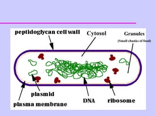 Cytosol Granules (Small chunks of food) 