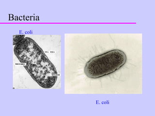 Bacteria E. coli E. coli 