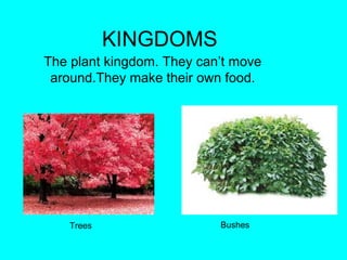 KINGDOMS
The plant kingdom. They can’t move
around.They make their own food.
BushesTrees
 