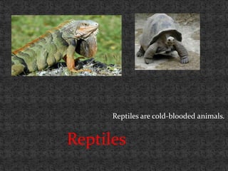 Reptiles are cold-blooded animals.


Reptiles
 