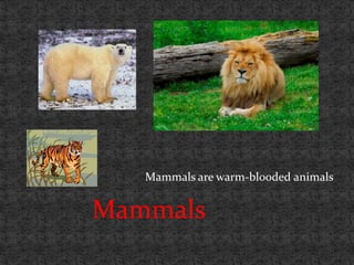 Mammals are warm-blooded animals


Mammals
 