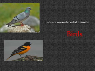 Birds are warm-blooded animals



               Birds
 