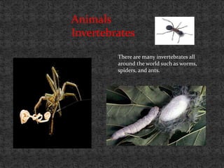 Animals
Invertebrates
         There are many invertebrates all
         around the world such as worms,
         spiders, and ants.
 