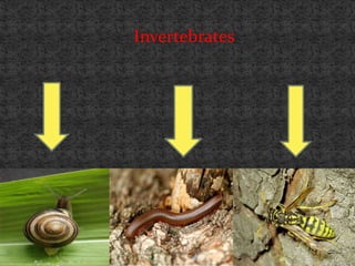 Invertebrates
 