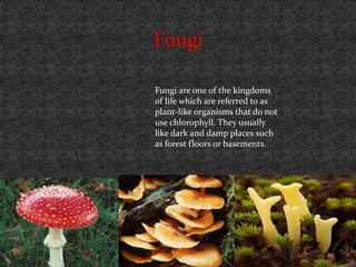 Fungi are one of the kingdoms
of life which are referred to as
plant-like organisms that do not
use chlorophyll. They usually
like dark and damp places such
as forest floors or basements.
 