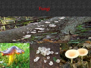Fungi
 