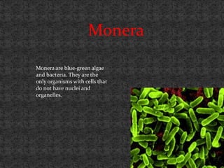 Monera

Monera are blue-green algae
and bacteria. They are the
only organisms with cells that
do not have nuclei and
organelles.
 