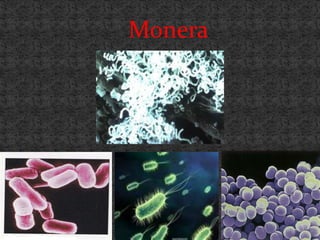 Monera
 