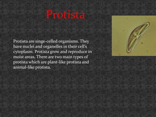 Protista

Protista are singe-celled organisms. They
have nuclei and organelles in their cell’s
cytoplasm. Protista grow and reproduce in
moist areas. There are two main types of
protista which are plant-like protista and
animal-like protista.
 