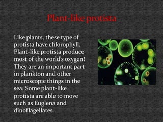 Like plants, these type of
protista have chlorophyll.
Plant-like protista produce
most of the world’s oxygen!
They are an important part
in plankton and other
microscopic things in the
sea. Some plant-like
protista are able to move
such as Euglena and
dinoflagellates.
 