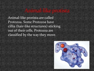 Animal-like protista are called
Protozoa. Some Protozoa have
cillia (hair-like structures) sticking
out of their cells. Protozoa are
classified by the way they move.
 
