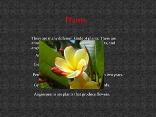 Plants

There are many different kinds of plants. There are
annuals, biennials, perennials, gymnosperms, and
angiosperms.
  Annuals are plants that live for one year.

 Biennials are plants that live for two years.

Perennials are plants that live for more than two years.

 Gymnosperms are plants that produce seeds.

 Angiosperms are plants that produce flowers.
 