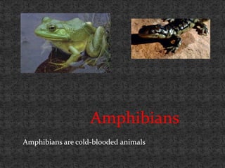 Amphibians
Amphibians are cold-blooded animals
 