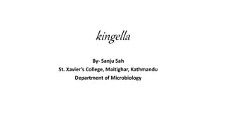 kingella
By- Sanju Sah
St. Xavier’s College, Maitighar, Kathmandu
Department of Microbiology
 