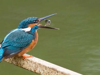 Kingfisher (v.m.)