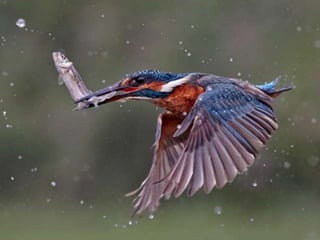 Kingfisher (v.m.)