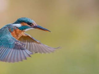 Kingfisher (v.m.)