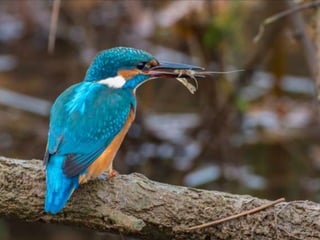 Kingfisher (v.m.)