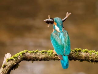 Kingfisher (v.m.)