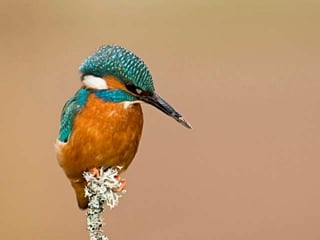 Kingfisher (v.m.)