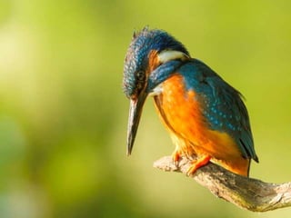 Kingfisher (v.m.)