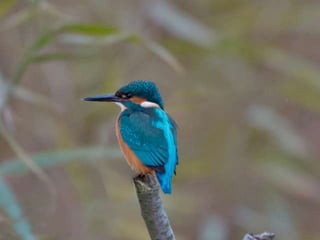 Kingfisher (v.m.)