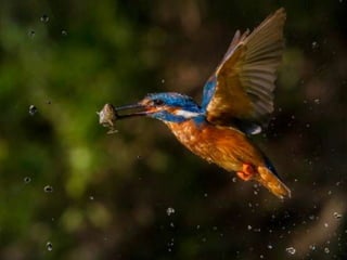 Kingfisher (v.m.)