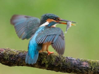 Kingfisher (v.m.)