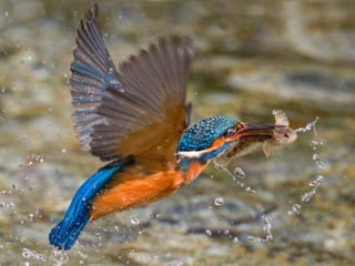 Kingfisher (v.m.)