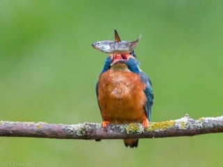 Kingfisher (v.m.)