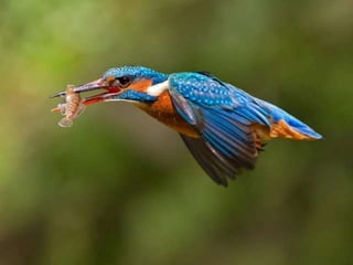 Kingfisher (v.m.)