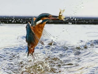 Kingfisher (v.m.)