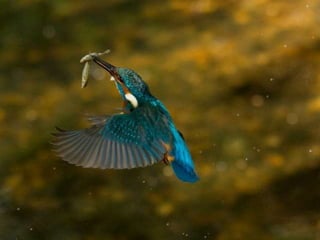 Kingfisher (v.m.)
