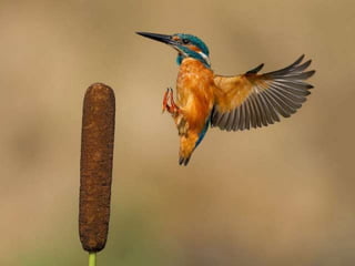 Kingfisher (v.m.)